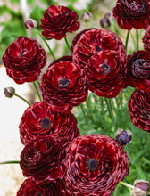 Load image into Gallery viewer, Ranunculus Romance "Perigord" - Terrace Garden France