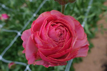 Charger l'image dans la galerie, Ranunculus Romance "Nohant" - Terrace Garden France