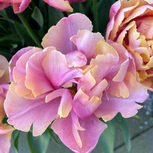Charger l'image dans la galerie, Tulip Pink Star - Terrace Garden France