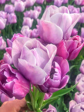 Charger l'image dans la galerie, Tulip Blue Heaven - Terrace Garden France