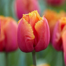 Load image into Gallery viewer, Tulip Louvre Orange bulbs - Terrace Garden France