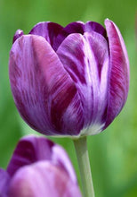 Charger l'image dans la galerie, Tulip Columbine - Terrace Garden France