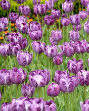 Charger l'image dans la galerie, Tulip Columbine - Terrace Garden France