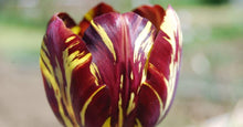 Charger l'image dans la galerie, Tulip Absalon - Terrace Garden France