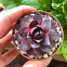 Load image into Gallery viewer, Sempervivum "Purple"