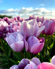 Charger l'image dans la galerie, Tulip Blue Heaven - Terrace Garden France