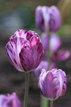 Charger l'image dans la galerie, Tulip Columbine - Terrace Garden France