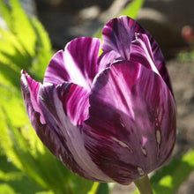 Charger l'image dans la galerie, Tulip Columbine - Terrace Garden France
