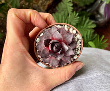 Load image into Gallery viewer, Sempervivum "Purple"