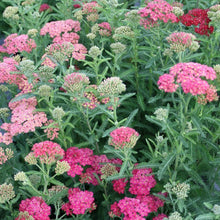 Charger l'image dans la galerie, Yarrow "Summer Berries"