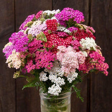 Charger l'image dans la galerie, Yarrow "Summer Berries"