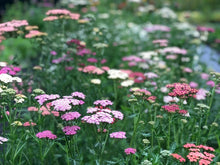 Charger l'image dans la galerie, Yarrow "Summer Berries"