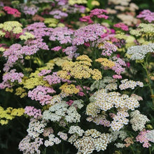 Charger l'image dans la galerie, Yarrow "Summer Pastels"