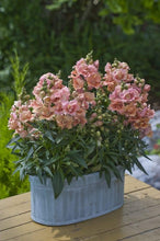 Load image into Gallery viewer, Snapdragon "Twinny Peach"