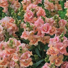 Load image into Gallery viewer, Snapdragon "Twinny Peach"