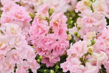 Load image into Gallery viewer, Snapdragon "Twinny Rose"