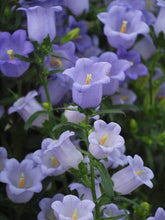 Charger l'image dans la galerie, Canterbury Bells "Champion Lavender"