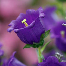 Charger l'image dans la galerie, Canterbury Bells "Champion Blue"