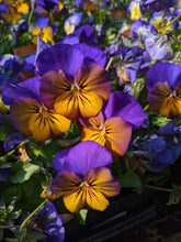 Charger l'image dans la galerie, Viola cornuta "Sorbet XP - Morpho"
