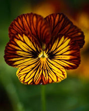 Charger l'image dans la galerie, Viola cornuta " Tiger Eye Red"