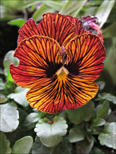 Charger l'image dans la galerie, Viola cornuta " Tiger Eye Red"