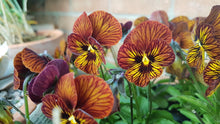 Charger l'image dans la galerie, Viola cornuta " Tiger Eye Red"