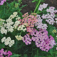 Charger l'image dans la galerie, Yarrow "Summer Pastels"