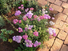 Charger l'image dans la galerie, Yarrow "Summer Pastels"