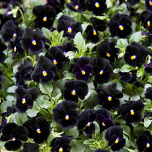 Charger l'image dans la galerie, Viola cornuta " Back to Black" - Terrace Garden France