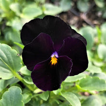 Charger l'image dans la galerie, Viola cornuta " Back to Black" - Terrace Garden France