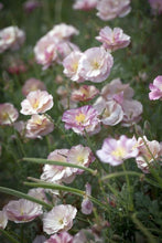 Load image into Gallery viewer, California Poppy "Thai Silk Appleblossom Chiffon" - Terrace Garden France