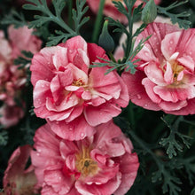Load image into Gallery viewer, California Poppy "Thai Silk Appleblossom Chiffon" - Terrace Garden France
