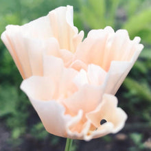 Charger l'image dans la galerie, California Poppy "Thai Silk Pink Champagne" - Terrace Garden France