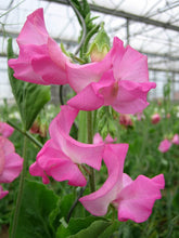 Load image into Gallery viewer, Sweet Pea "Winter Sunshine - Rose"