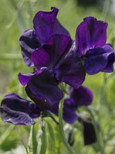 Load image into Gallery viewer, Sweet Pea "Winter Sunshine - Navy"