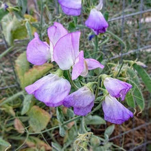 Load image into Gallery viewer, Sweet Pea "Spencer Pulsar"