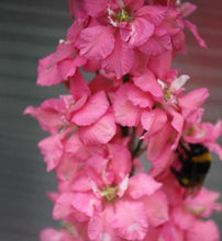 Load image into Gallery viewer, Larkspur Brisbane Salmon Pink