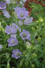 Charger l'image dans la galerie, Canterbury Bells "Champion Lavender"