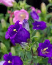 Charger l'image dans la galerie, Canterbury Bells "Champion Blue"
