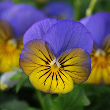 Charger l'image dans la galerie, Viola cornuta "Sorbet XP - Morpho"