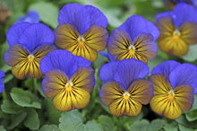 Charger l'image dans la galerie, Viola cornuta "Sorbet XP - Morpho"