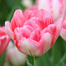 Charger l'image dans la galerie, Tulip Foxtrot - Terrace Garden France