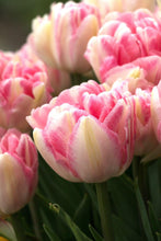 Charger l'image dans la galerie, Tulip Foxtrot - Terrace Garden France