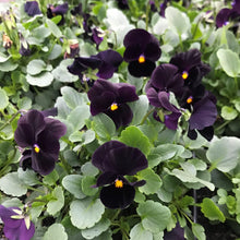 Charger l'image dans la galerie, Viola cornuta " Back to Black" - Terrace Garden France