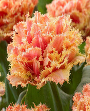 Charger l'image dans la galerie, Tulip "Brisbane" bulbs - Terrace Garden France