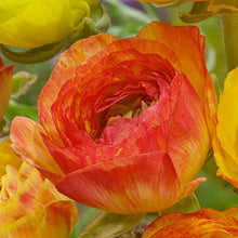 Charger l'image dans la galerie, Ranunculus "Picoté Orange"
