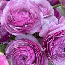 Load image into Gallery viewer, Ranunculus Amandine "Purple Jean"
