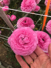 Charger l'image dans la galerie, Ranunculus Amandine "Bonbon"
