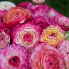 Charger l'image dans la galerie, Ranunculus "Picotee Pink"
