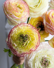 Load image into Gallery viewer, Ranunculus Amandine "Tiger"
